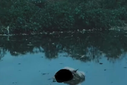 human remains found tied to a cow