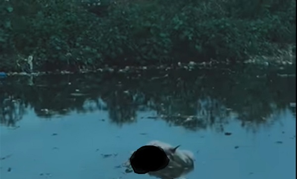 human remains found tied to a cow