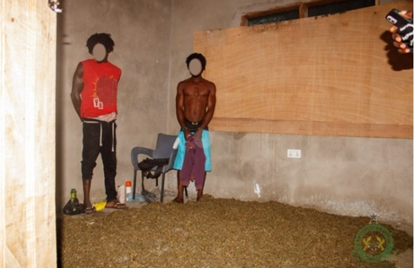 3 Arrested in Volta Cannabis Hub Raid