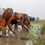 Rice farmers