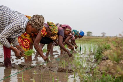 Rice farmers
