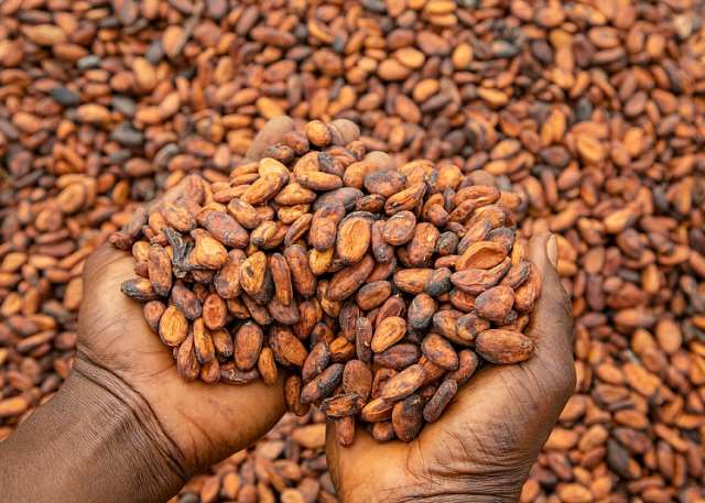 Cocoa